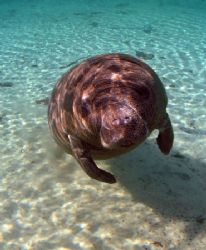 Juvenile Manatee Camera Olympus c-5050 Ikelite Housing WA... by Ray Eccleston 